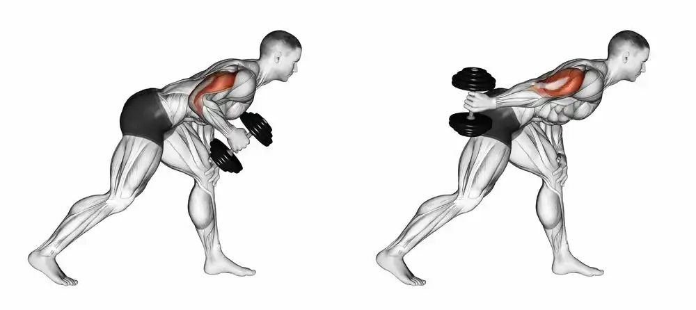 The Best Triceps Exercises and Workouts That Will Give You the Best Muscle Gains! 6 Triceps Kickbacks